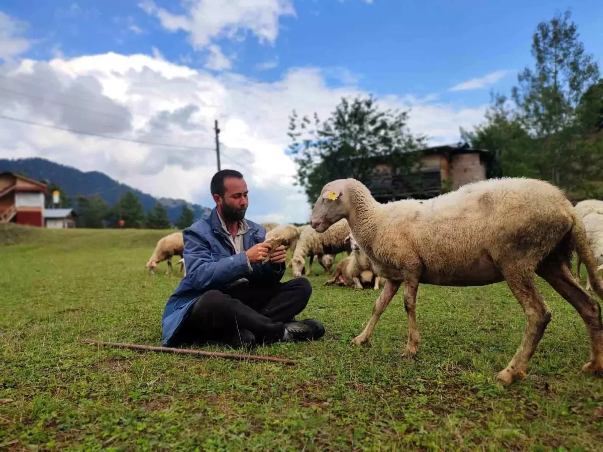 Yurt dışına gitti, 2 üniversite bitirdi! Tahsilli çoban hedeflerinden vazgeçmiyor hem koyun otlatıyor hem sınava hazırlanıyor